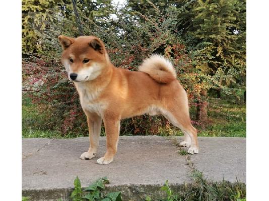 Shiba Inu